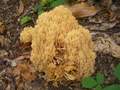clavaria