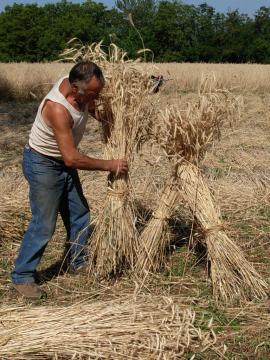 formazione di un bacuc