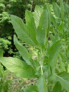 Balsamita major Desf.