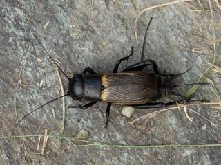 Gryllus spp.