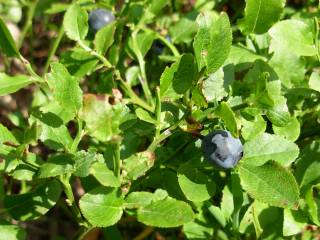 Vaccinium myrtillus L.