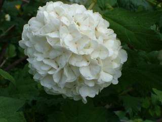 Viburnum opulus L.