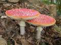 amanita