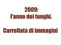 foto di funghi, autunno 2009