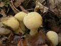 lycoperdon