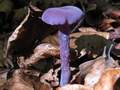 violaceo
