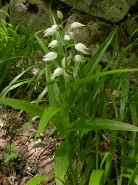 Cephalanthera longifolia
