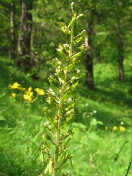 Listera ovata