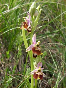 Ophrys fuciflora