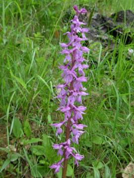 Orchis mascula