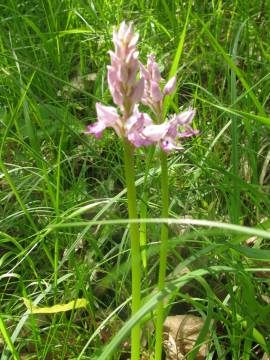 Orchis militaris
