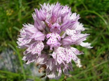 Orchis tridentata