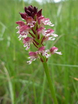 Orchis ustulata