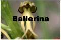 carrellata di immagini della ballerina - Aceras anthropophorum