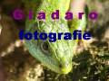carrellata di immagini di Giadaro