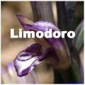 carrellata di immagini del limodoro