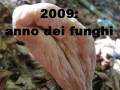 funghi, galleria fotografica