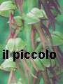 il piccolo, galleria fotografica