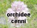 cenni sulle orchidee