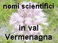 elenco nomi latini
