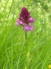 Anacamptys pyramidalis