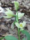 Cephalanthera damasoniurn