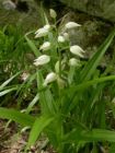 Cephalanthera longifolia