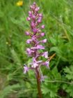 Gymnadenia conopsea