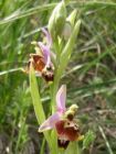 Ophrys fuciflora