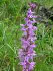 Orchis mascula