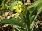 Orchis pallens