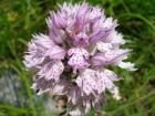 Orchis tridentata