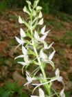 Platanthera bifolia