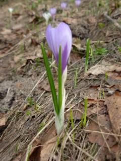 Crocus