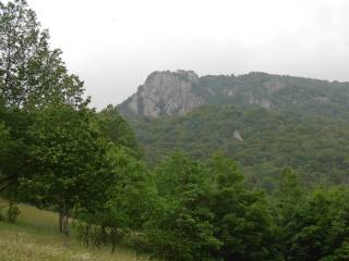 Roucauta