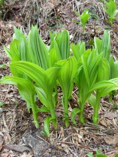 Veratrum album L.