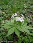 Cardamine enneaphilla Picture 6