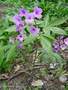 Cardamine pentaphilla Picture 8