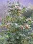 agrifoglio - Ilex aquifolium Picture 5