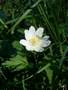 anemone Picture 13