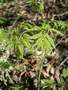 espars sarvai - Aruncus vulgaris Picture 14