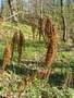 espars sarvai vei Picture 15