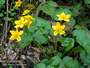 farferugine - Caltha palustris Picture 10
