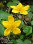 fiori di farferugine Picture 11