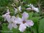 fiori di Cardamine enneaphylla Picture 7