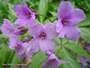 fiori di Cardamine pentaphylla Picture 9
