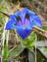 genzianella - Gentiana kochiana Picture 12