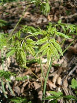 Aruncus vulgaris