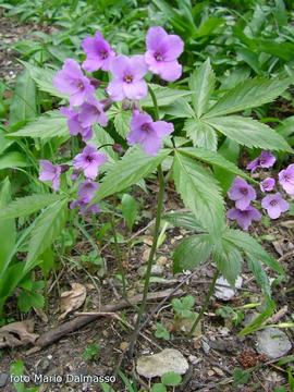 Cardamine pentaphilla