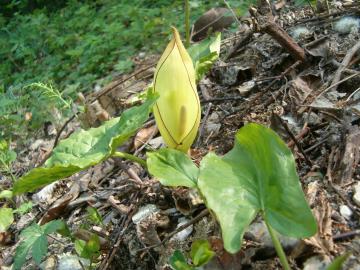 Gigaro - Arum maculatum